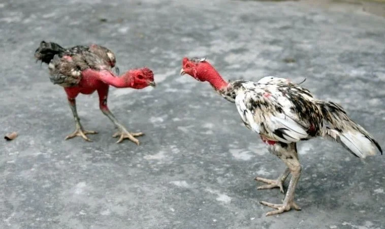 Đá Gà Tại Bet88 Thực Tế Với Công Nghệ Streaming Đỉnh Cao 1 Trải nghiệm cá cược đá gà cực kỳ kịch tính tại Bet88